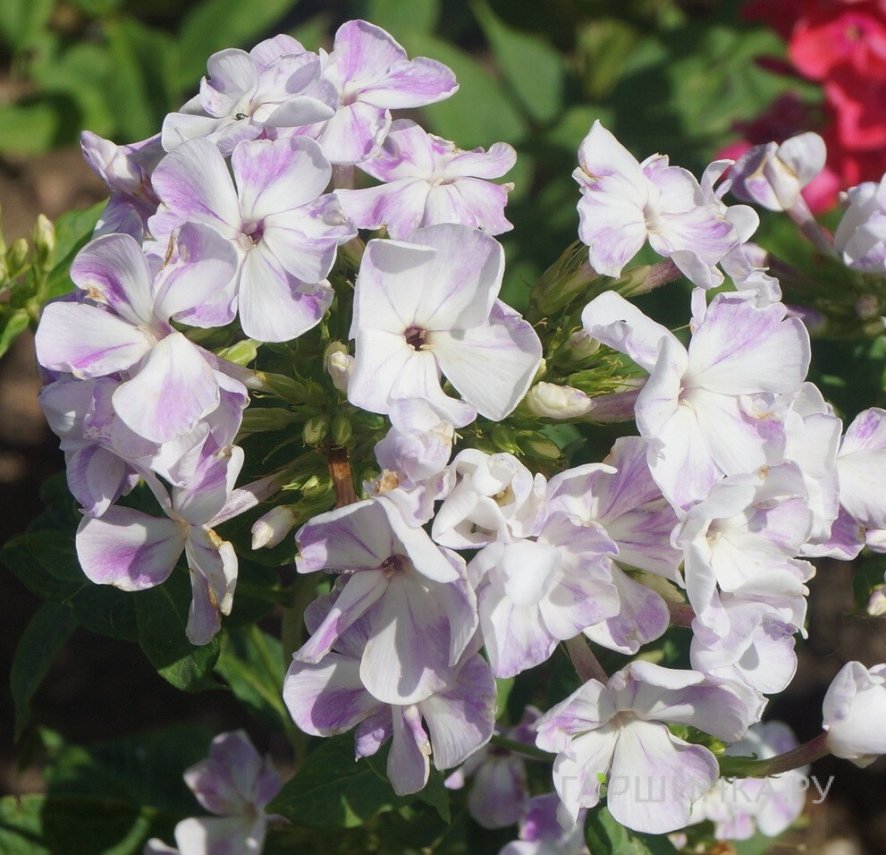 Флокс Герман