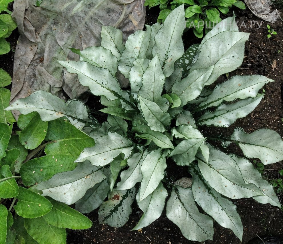 Медуница Маджести