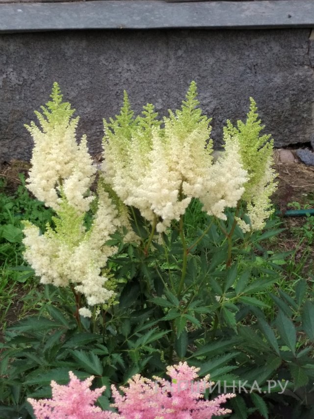 Астильба Арендса Вайс Глория