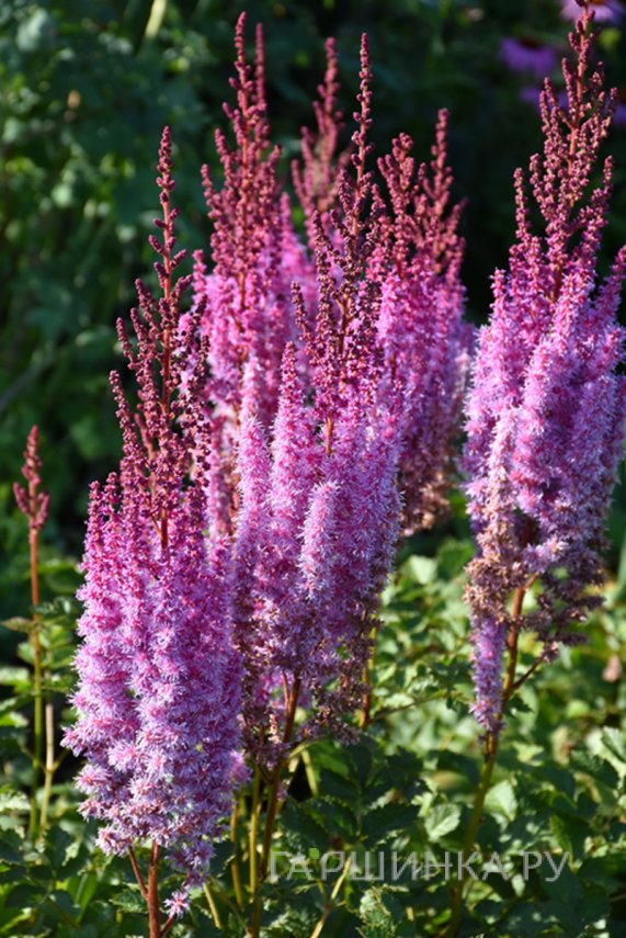 Астильба китайская Суперба