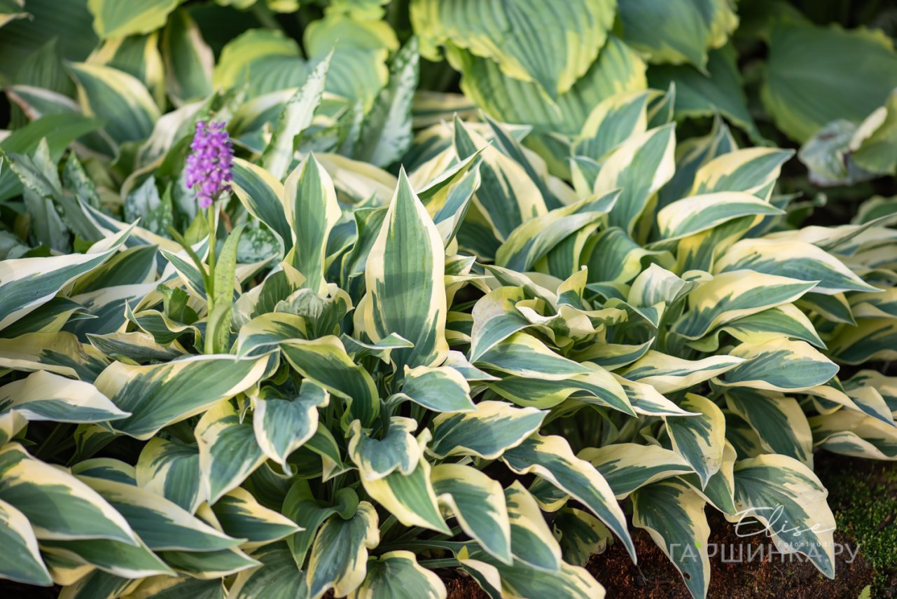 Хоста Волверайн (SM)