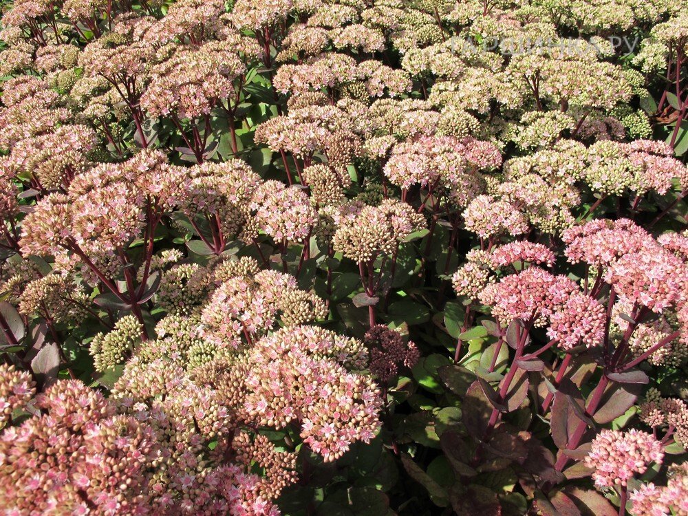 Очиток (седум) Матрона