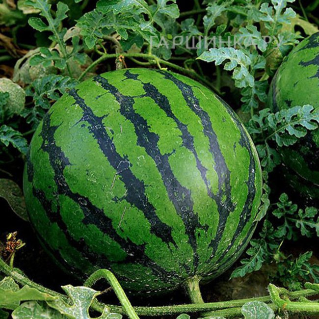 Арбуз Соренто F1 3шт