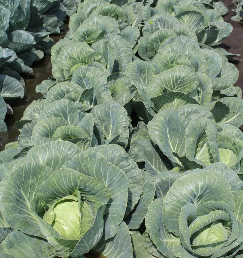 Капуста Ринда F1 белокочанная 15 шт