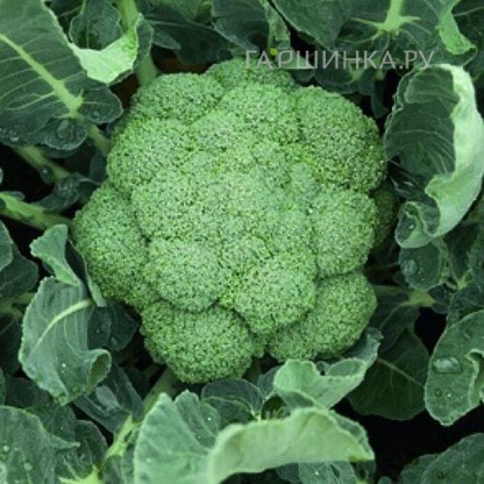 Брокколи Батавия F1 10 шт