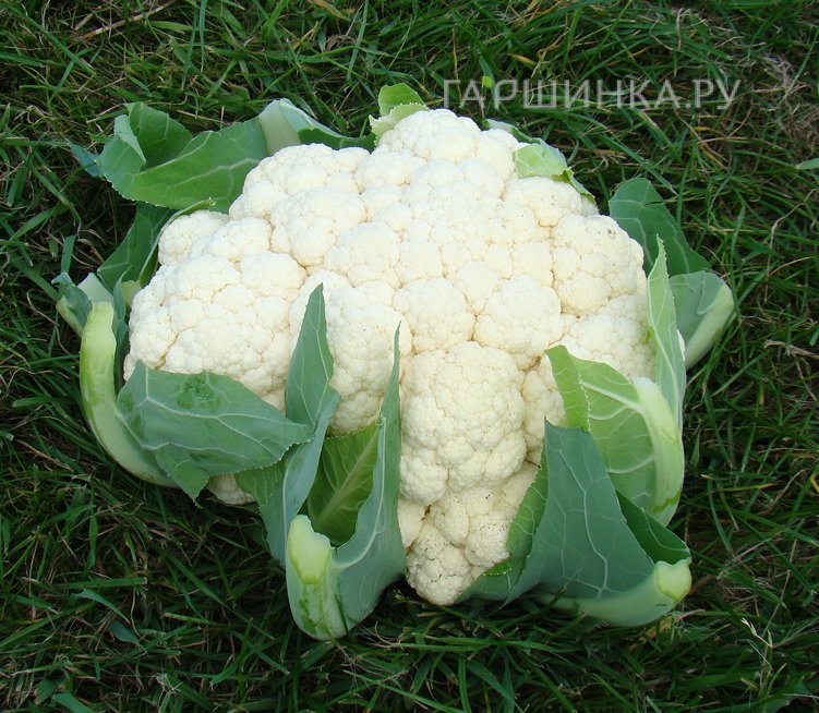 Цветная капуста Корсика F1 10 шт