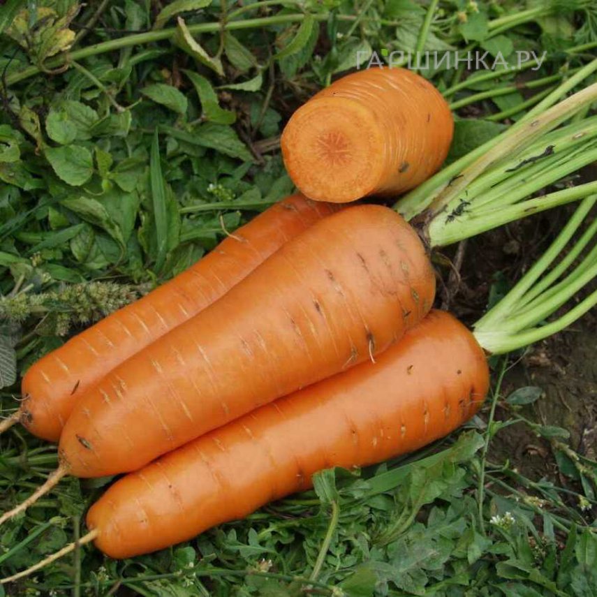 Морковь Канада F1