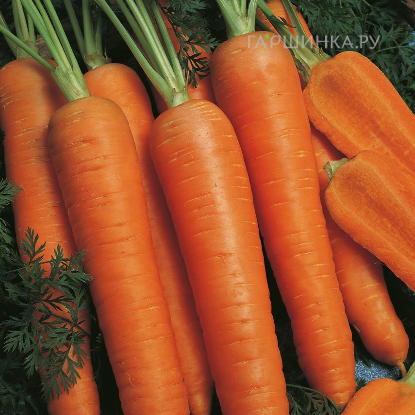 Морковь Наполи F1