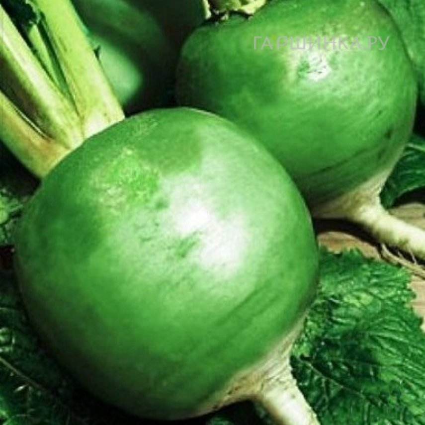 Редька Маргеланская 1гр