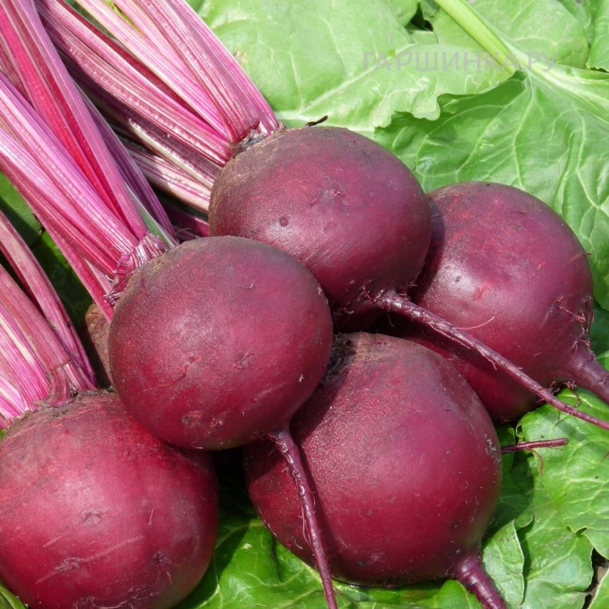 Свекла Пабло F1 1г