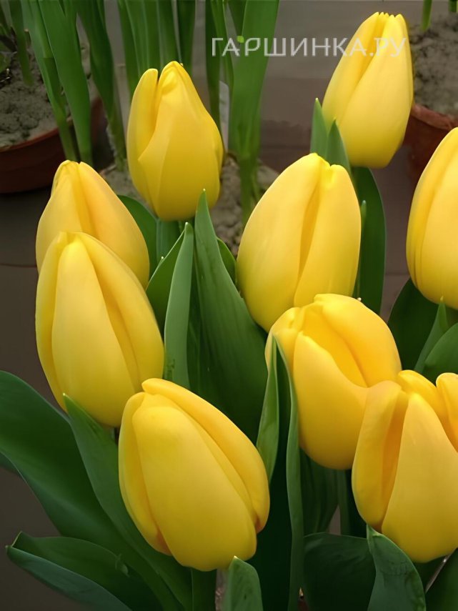 Тюльпан Голден Парад Дарвина 5шт.
