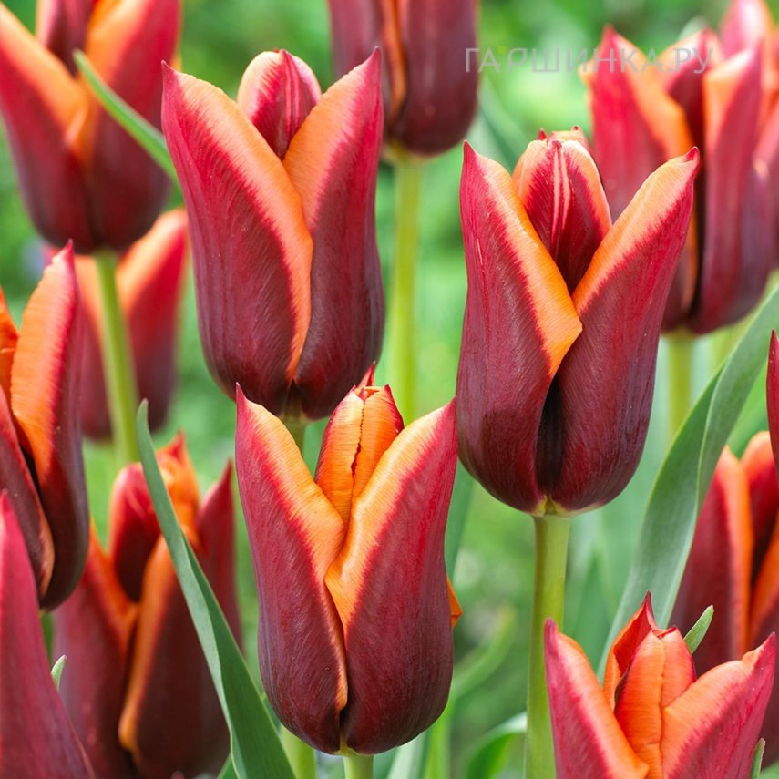 Тюльпан Мувота, Триумф 5шт