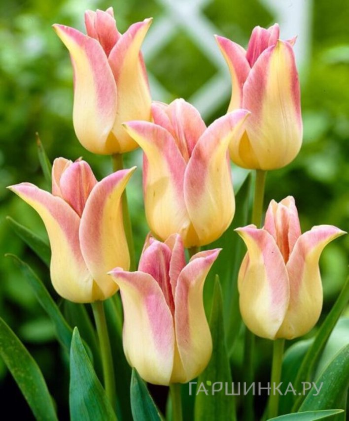 Тюльпан Элегант Леди лилиецветный 4 шт