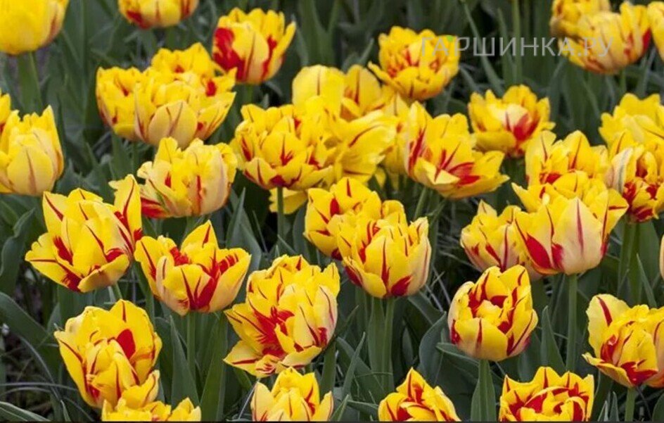 Тюльпан Монзела махровый ранний 5шт.