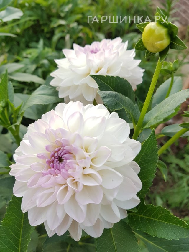 Георгина Эвелин шаровидная