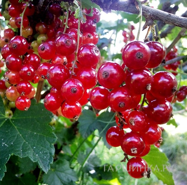 Смородина Сахарная