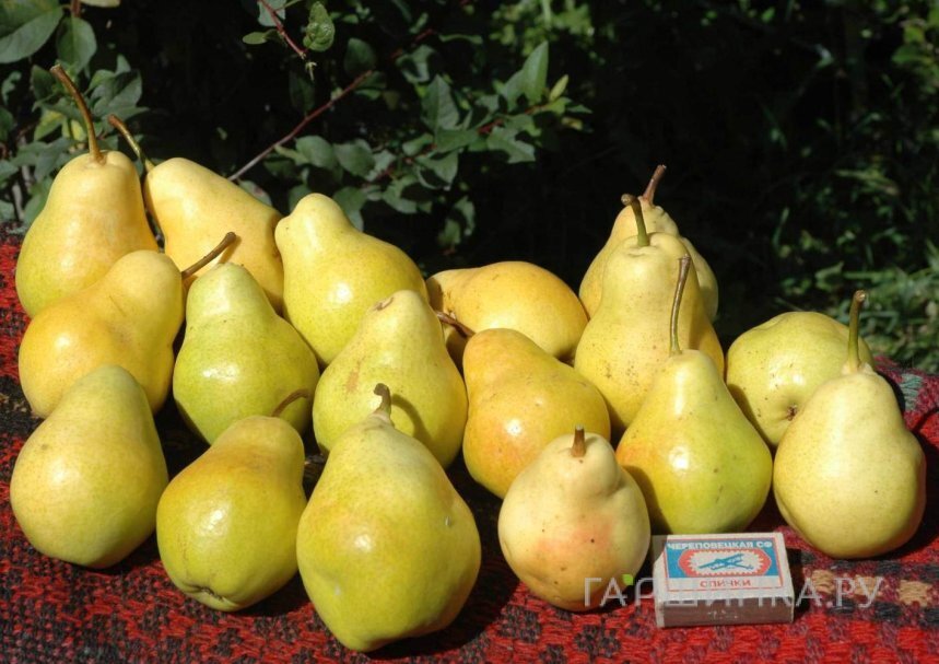 Груша Лада