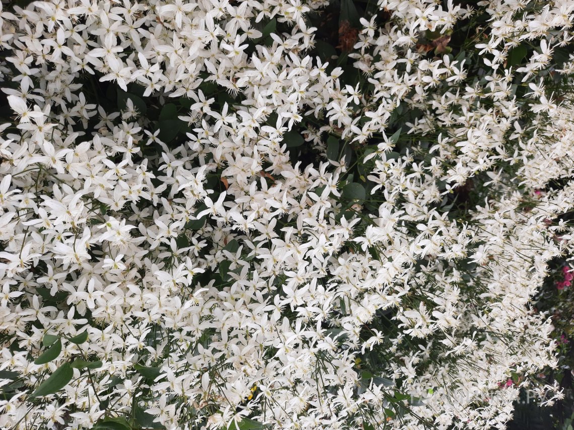 Клематис Манчжурский (3)