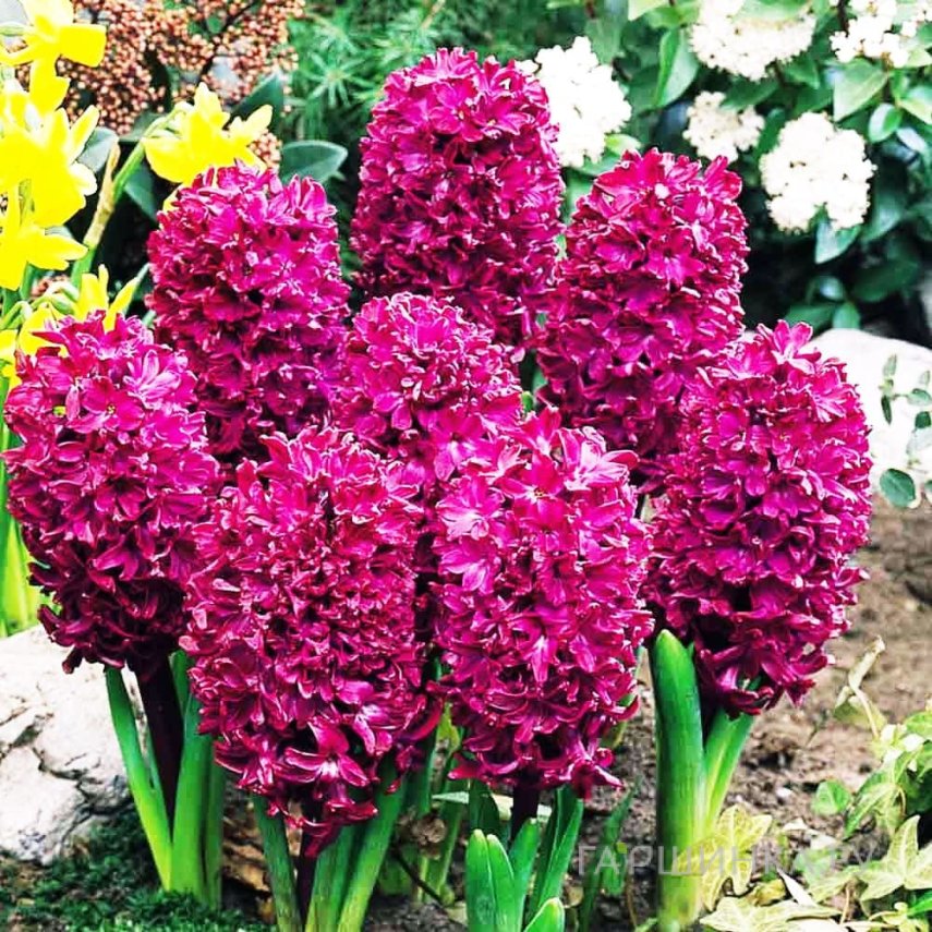 Гиацинт Вудсток 3 шт