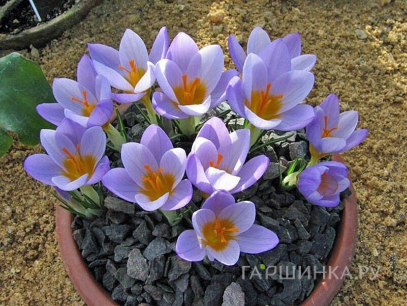 Крокус Файрфлай 15шт