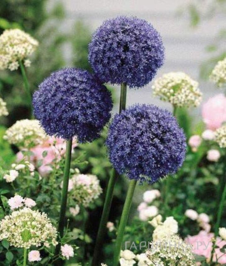 Лук декоративный Азуреум 15 шт