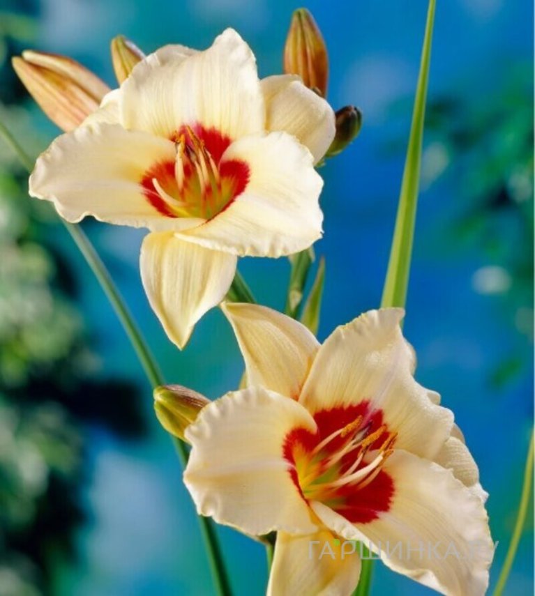 Лилейник Пандорас Бокс