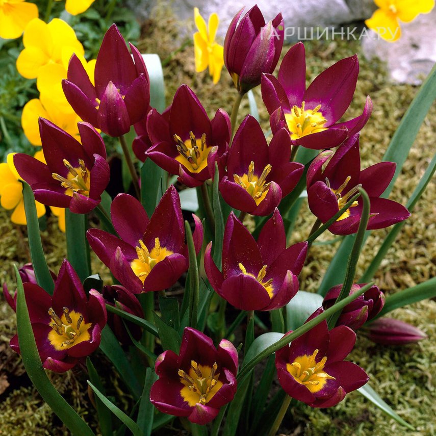 Тюльпан Одалиск ботанический 5шт