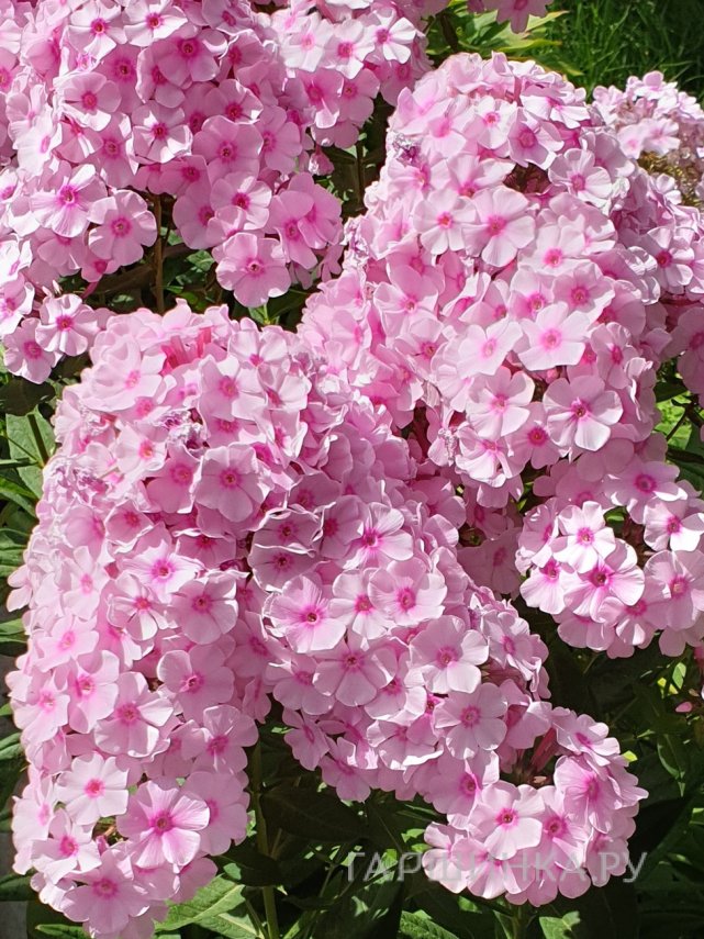 Флокс Бриллиант Айс метельчатый