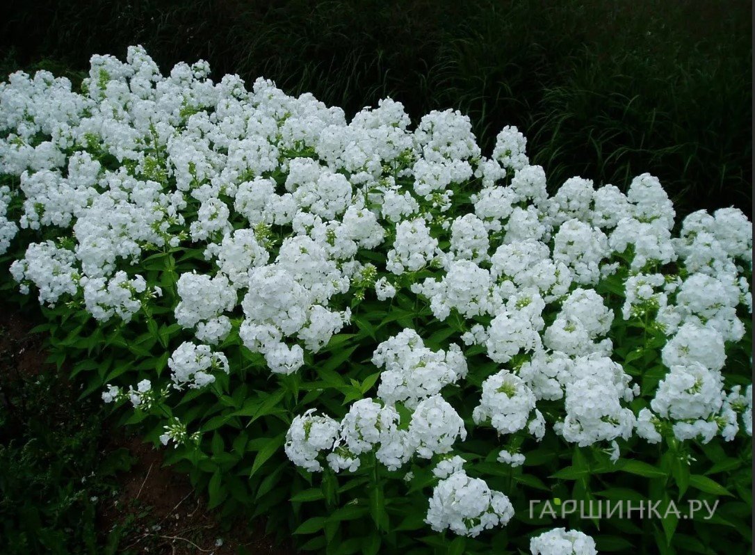 Флокс Давид метельчатый