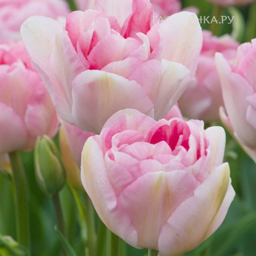 Тюльпан Анжелика 5 шт