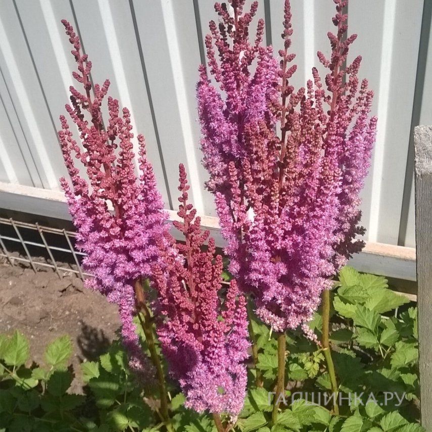 Астильба китайская Пурпуркерц