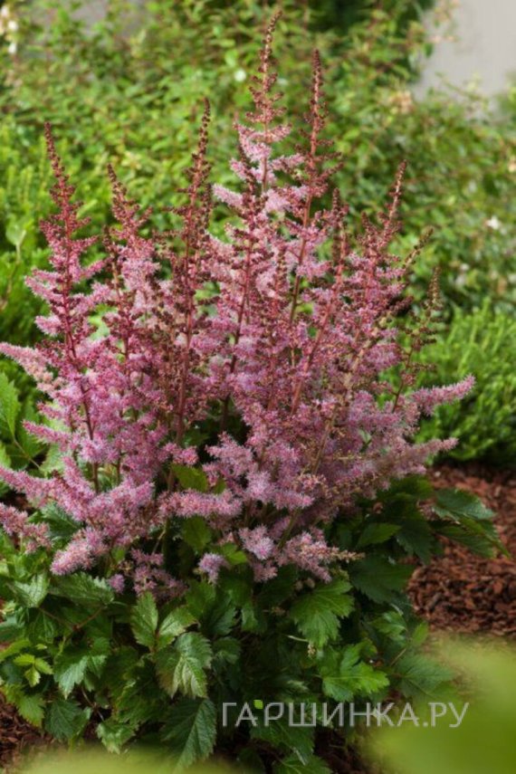 Астильба китайская Вероника Клоз