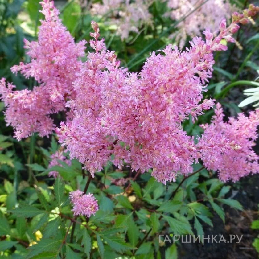 Астильба Арендса Дарвинс Дрим