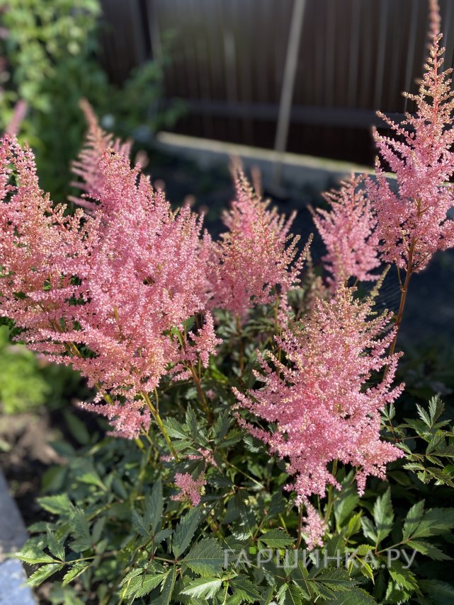 Астильба Арендса Америка