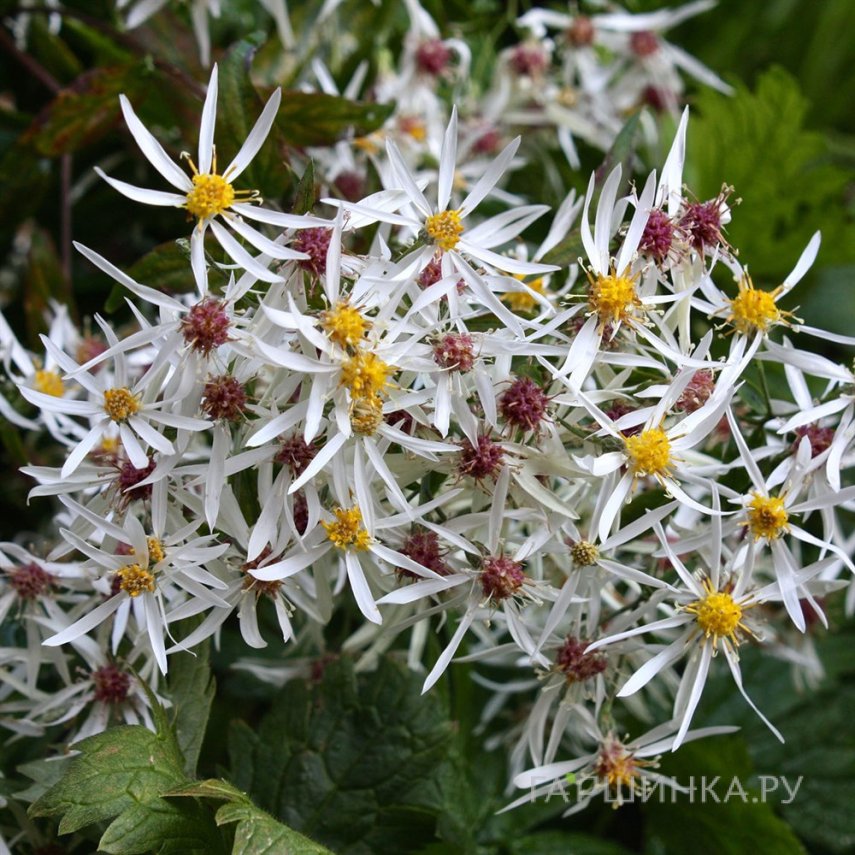 Астра Бет Шатто растопыренная