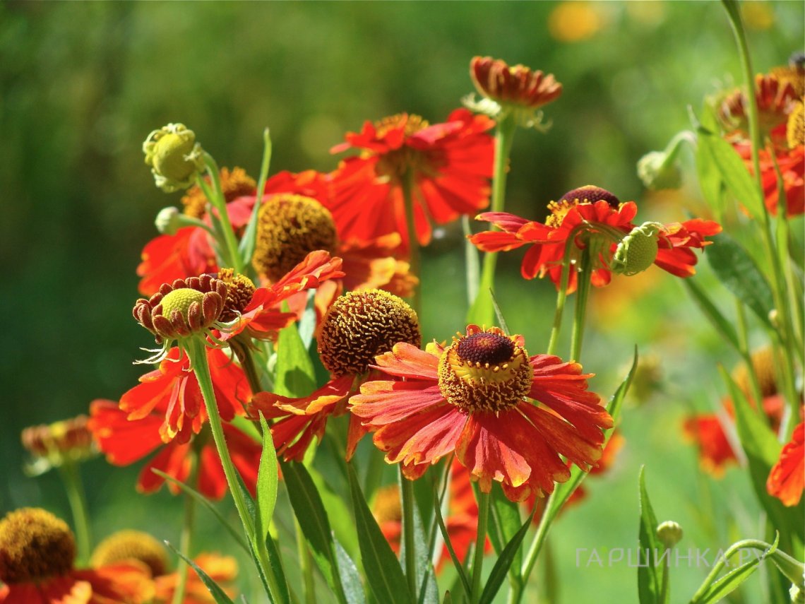 Гелениум Ред Арми