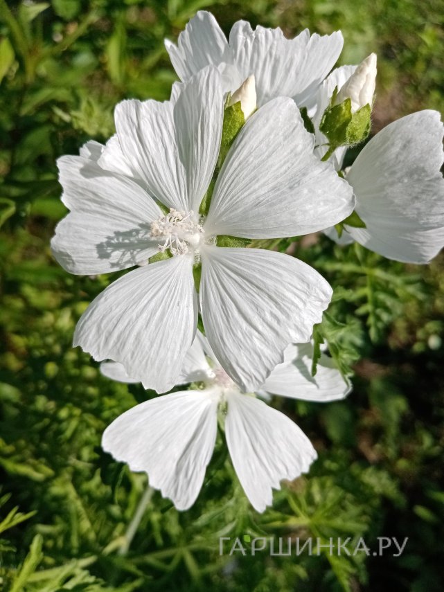 Герань кроваво-красная Альбум