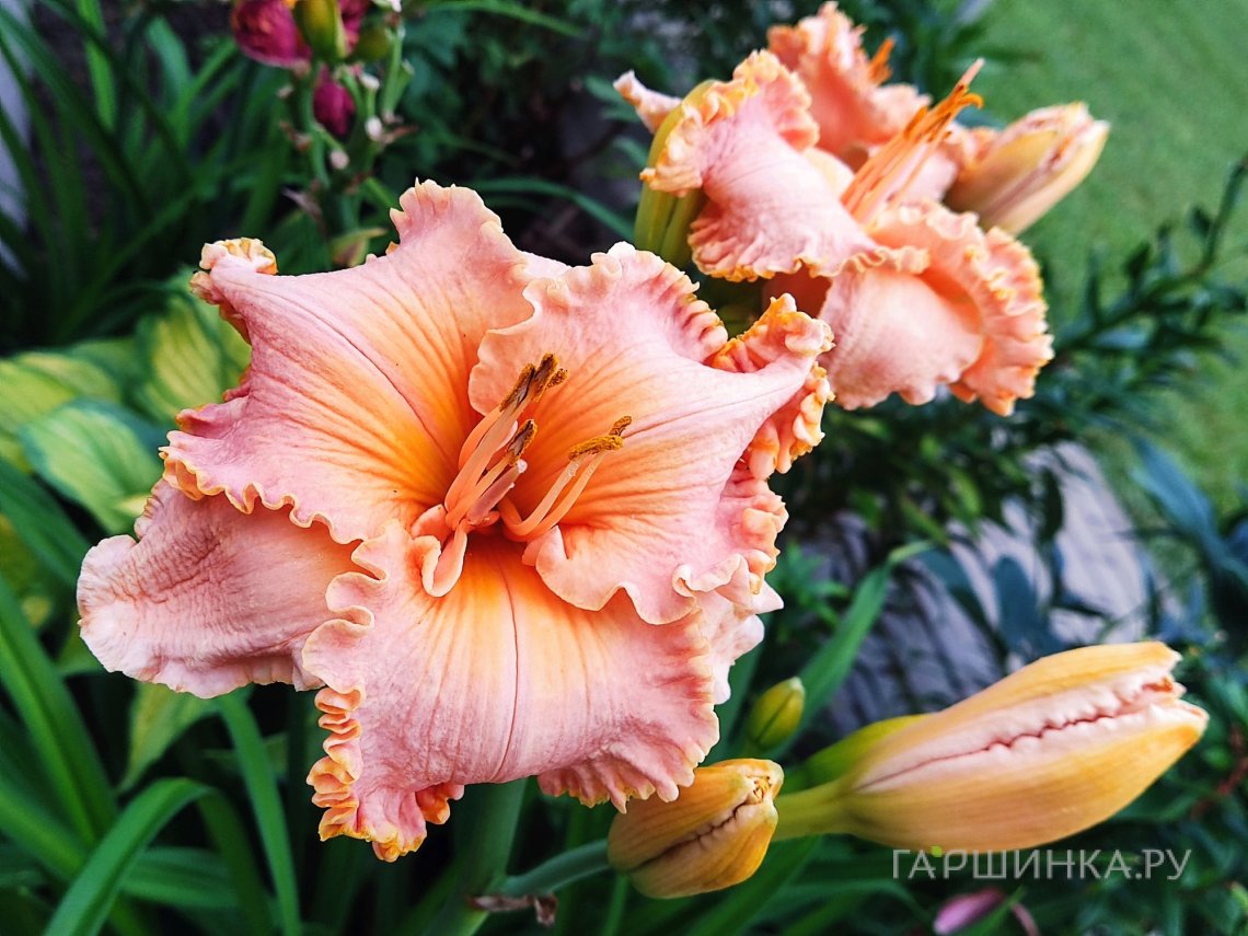 Лилейник Спейскоаст Старбёрст