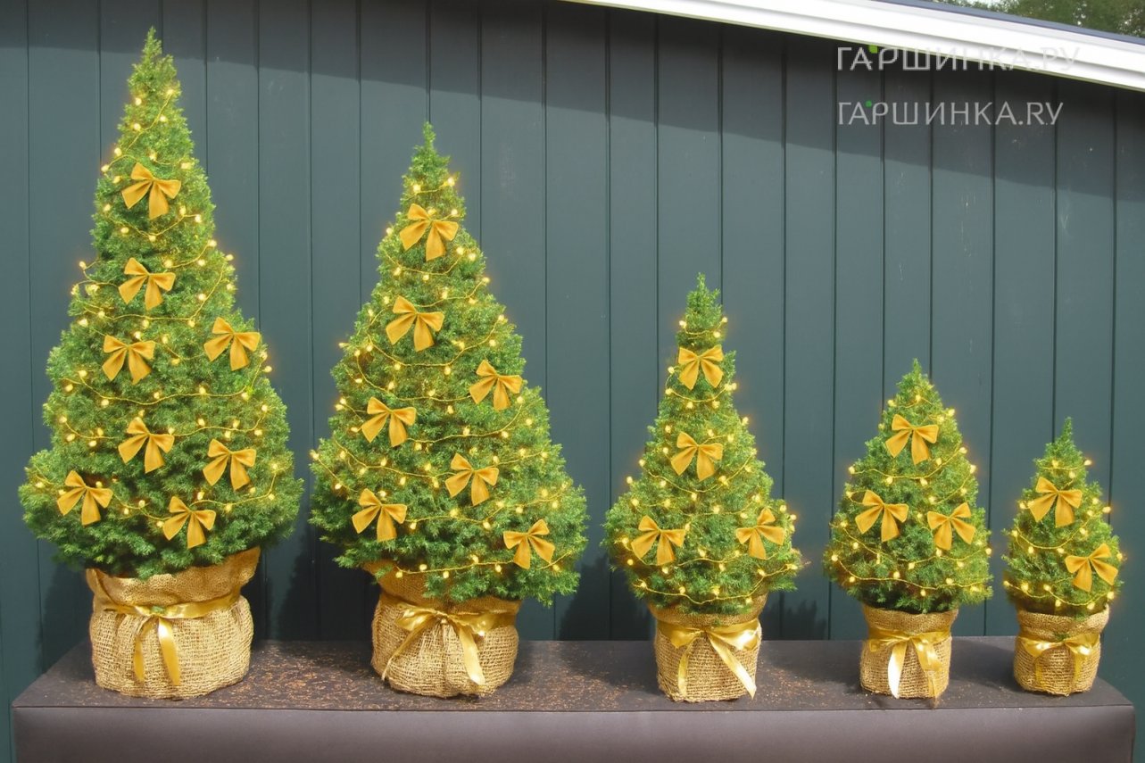 Ель канадская Коника