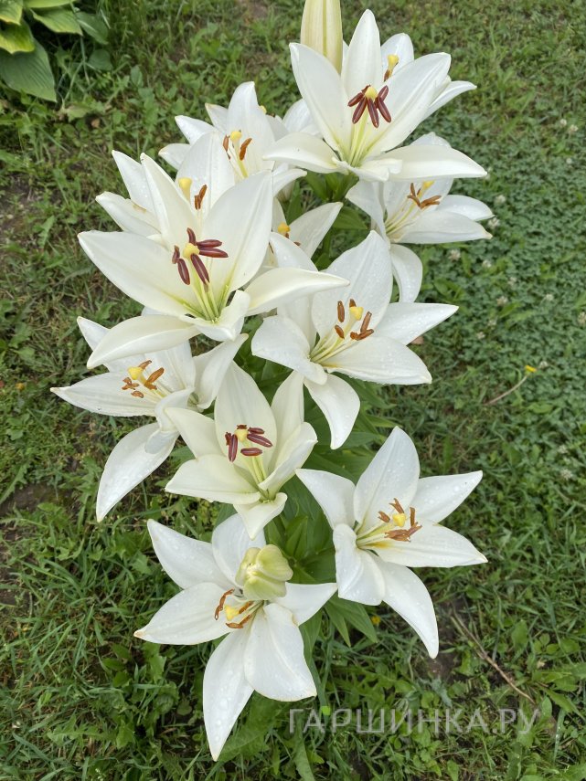 Лилия Брайт Даймонд ЛА-гибрид