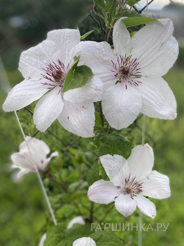 Клематис Сноу Квин (Снежная королева) крупноцветковый (2)