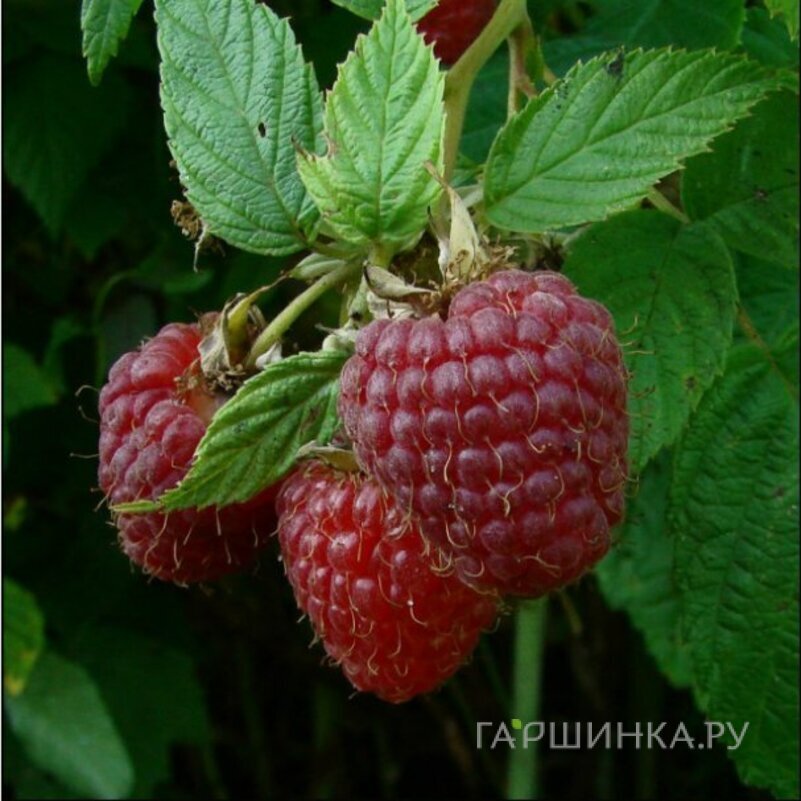 Малина Бабье лето ремонтантная