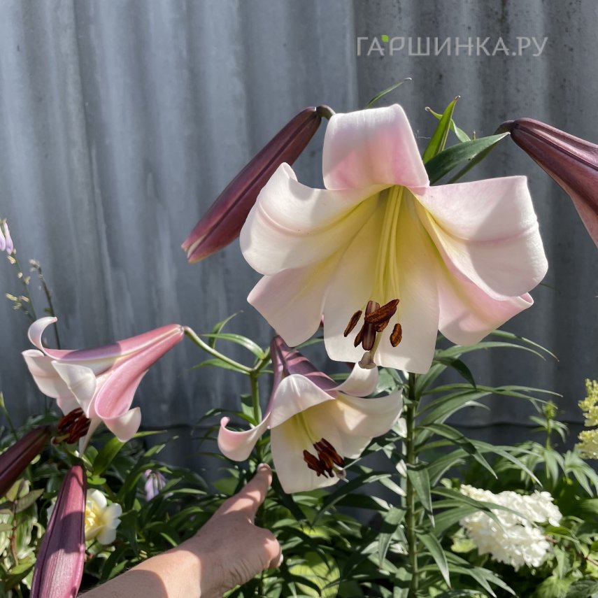 Лилия Истерн Мун ОТ-гибрид