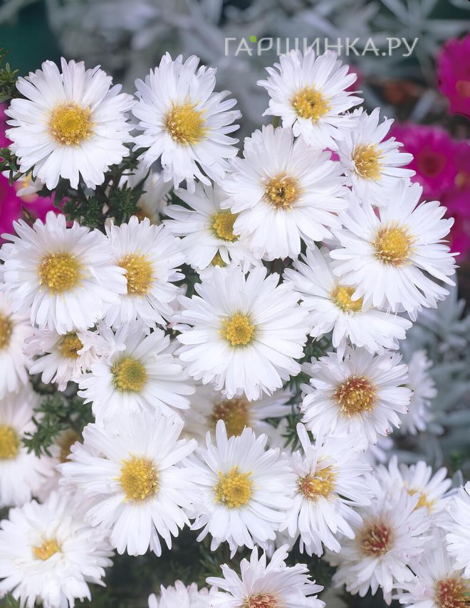 Астра Вайт Ледиз новобельгийская