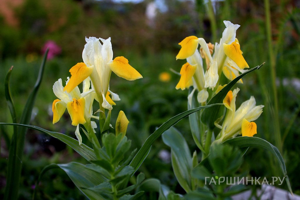 Ирис бухарский Бухарика