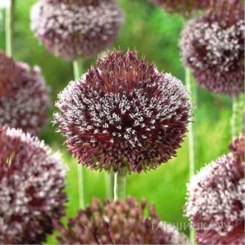 Лук декоративный Форлок 1 шт