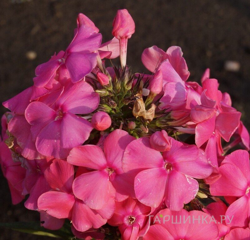 Флокс Алина