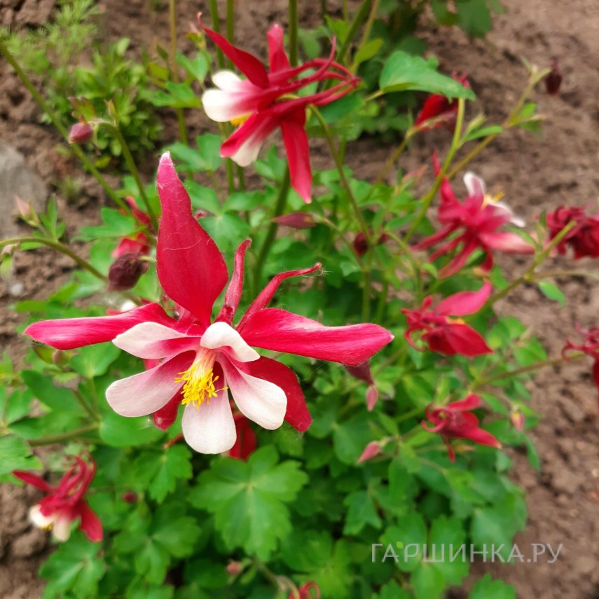 Аквилегия Кримсон Стар