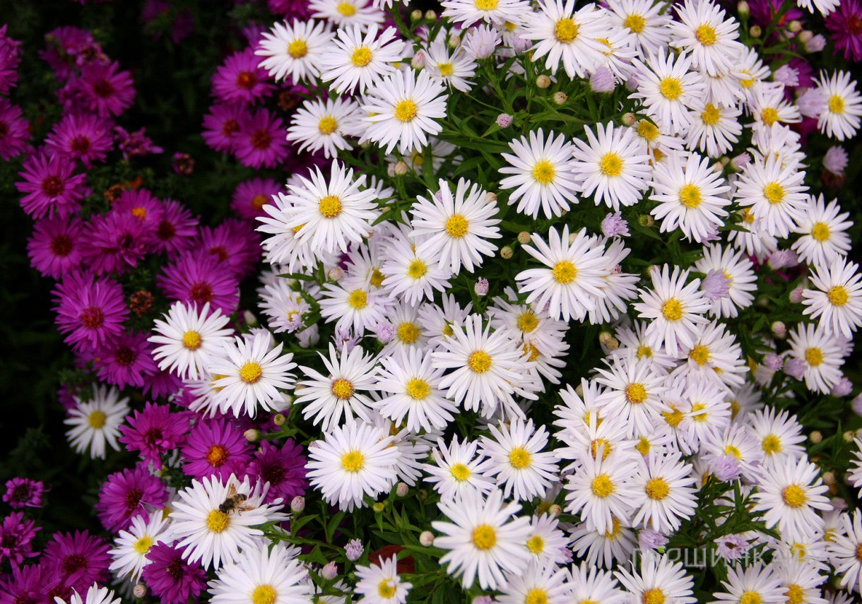 Астра кустарниковая Шникиссен