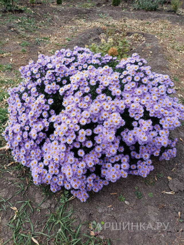 Астра новобельгийская Пепл Дом